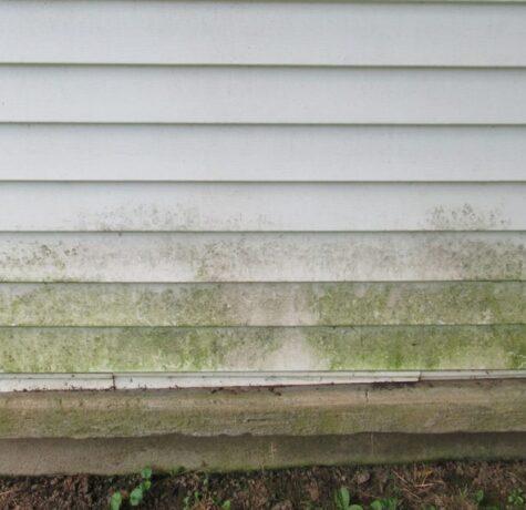 mold on siding