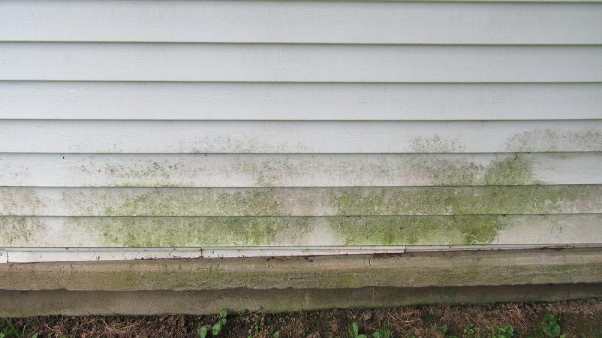 mold on siding